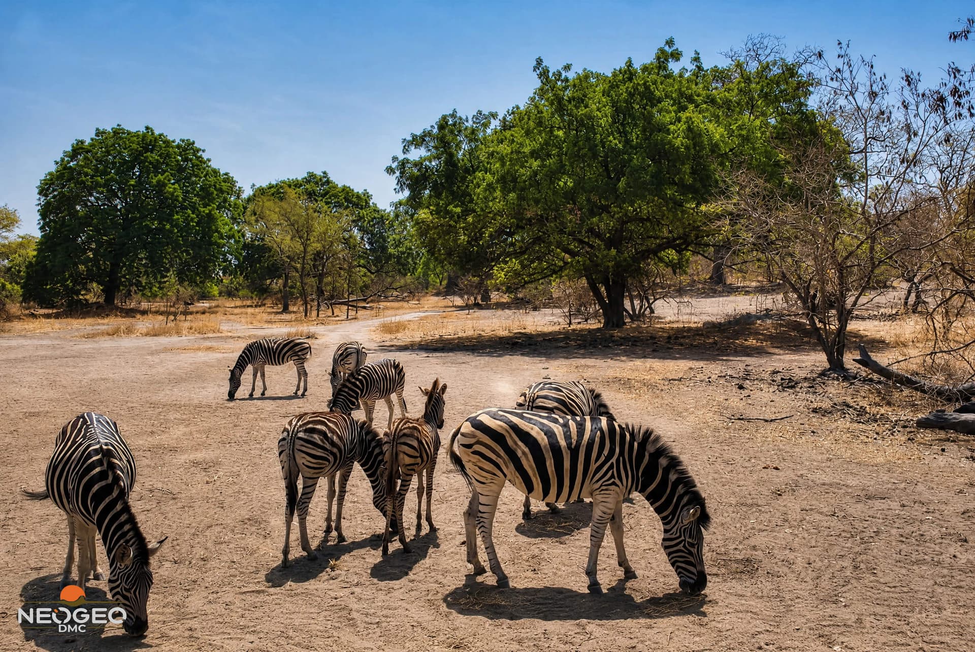 Escursione al parco safari di Fathala da Banjul - Image 2