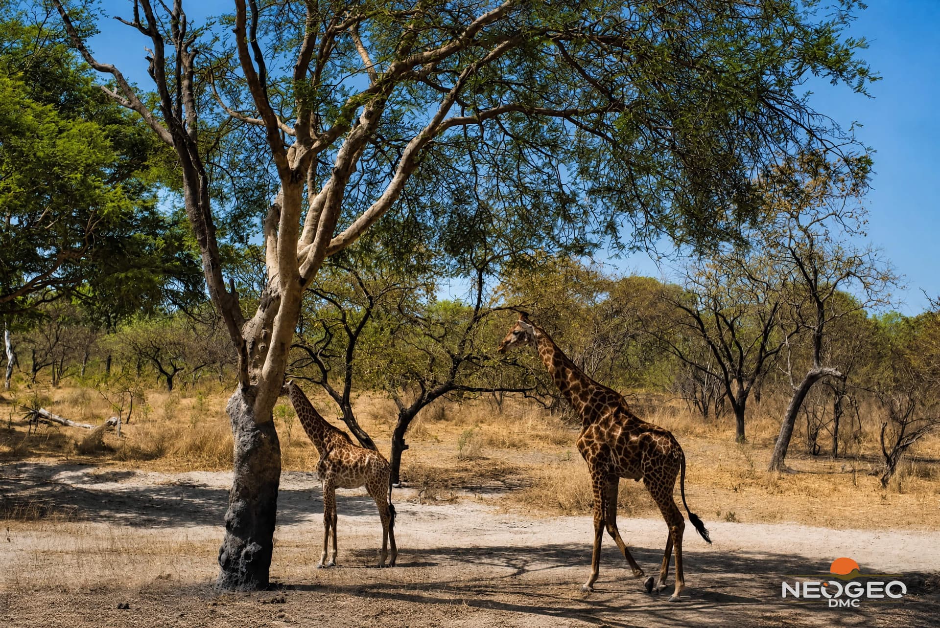 Escursione al parco safari di Fathala da Banjul - Image 3