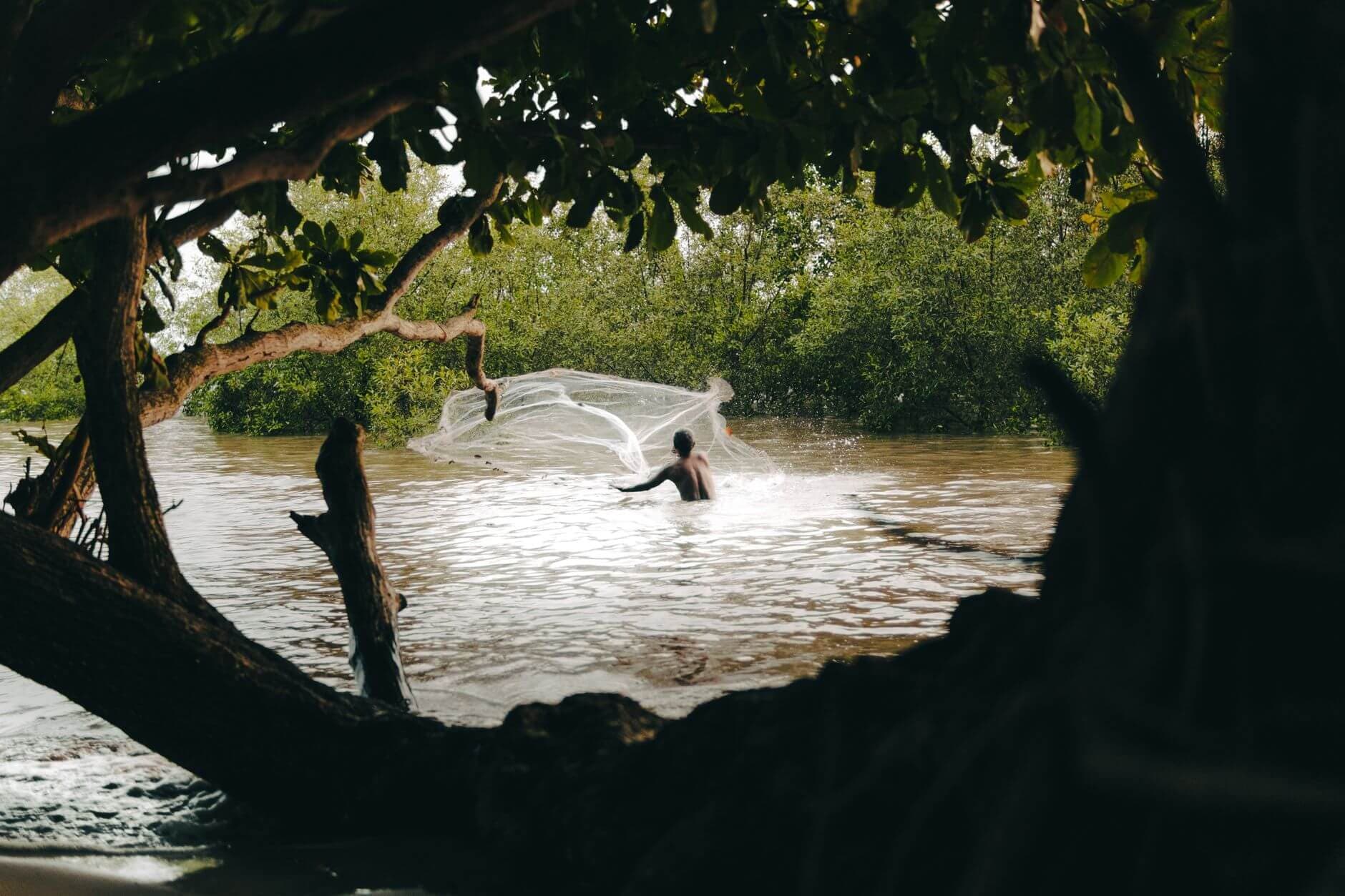 MANGLARES DE CASAMANCE