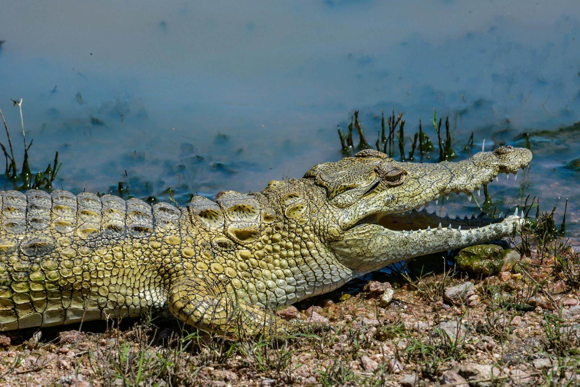 Safari fluvial por el río Gambia con avistamiento de fauna salvaje y aves tropicales