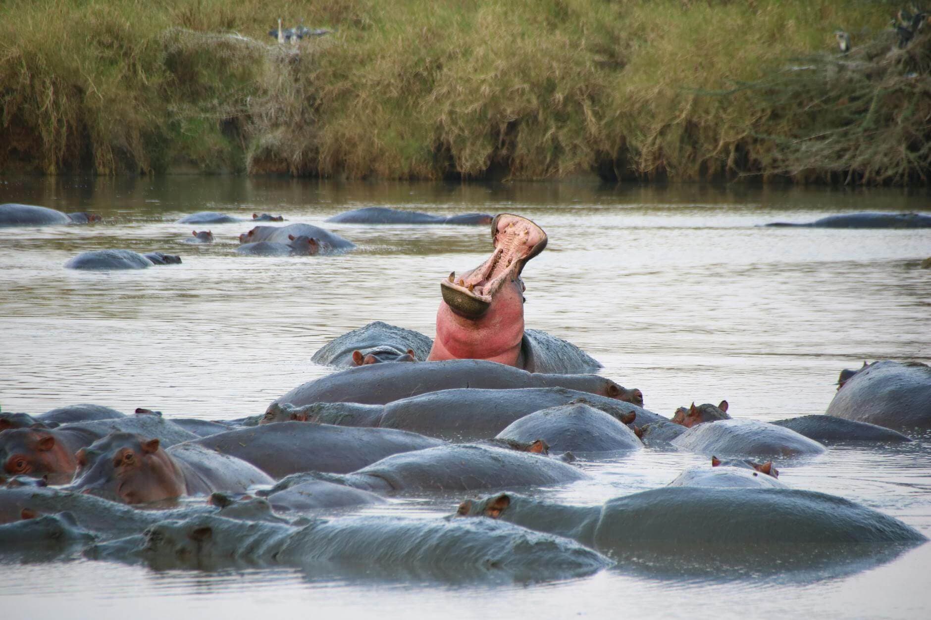Hipopótamo emergiendo del río Gambia al amanecer en un parque natural de Gambia