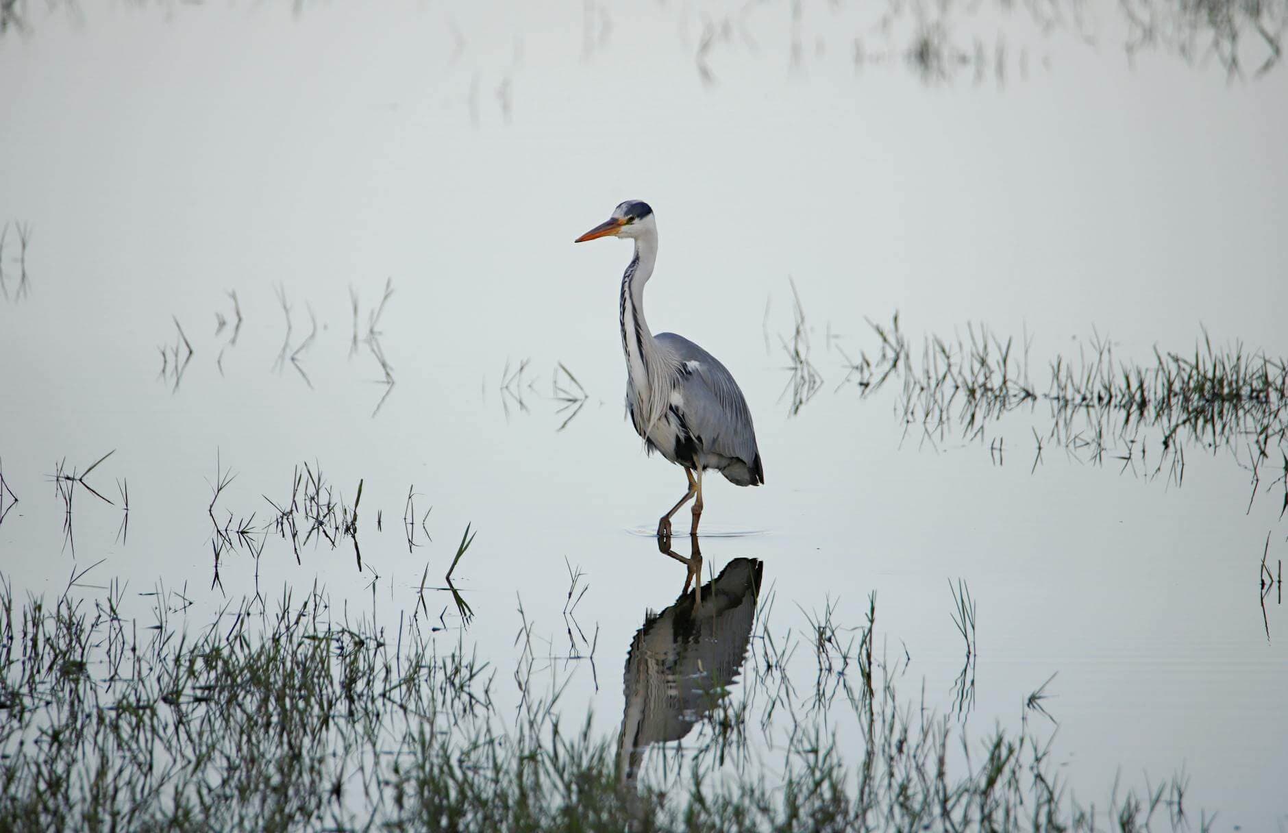 Animal en la laguna de la Somone, Senegal