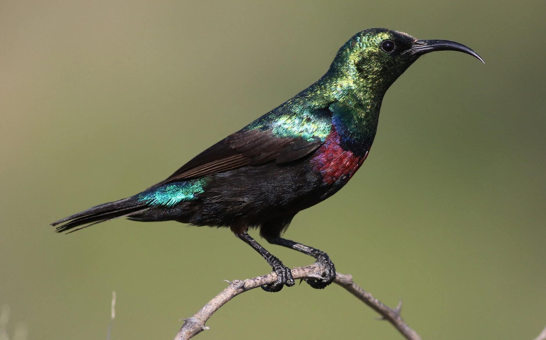 hermoso e iridiscente pájaro es un suimanga (en inglés, sunbird),