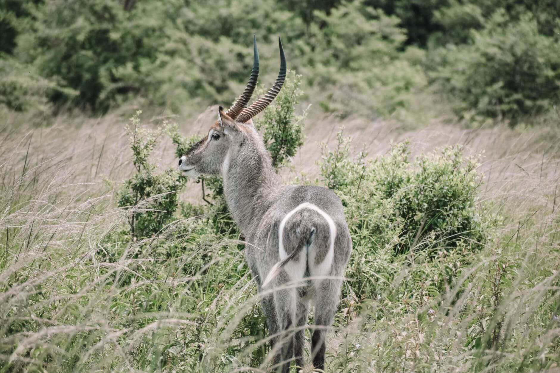 Pelícanos blancos sobrevolando los humedales de la Reserva Natural de Djoudj en Senegal