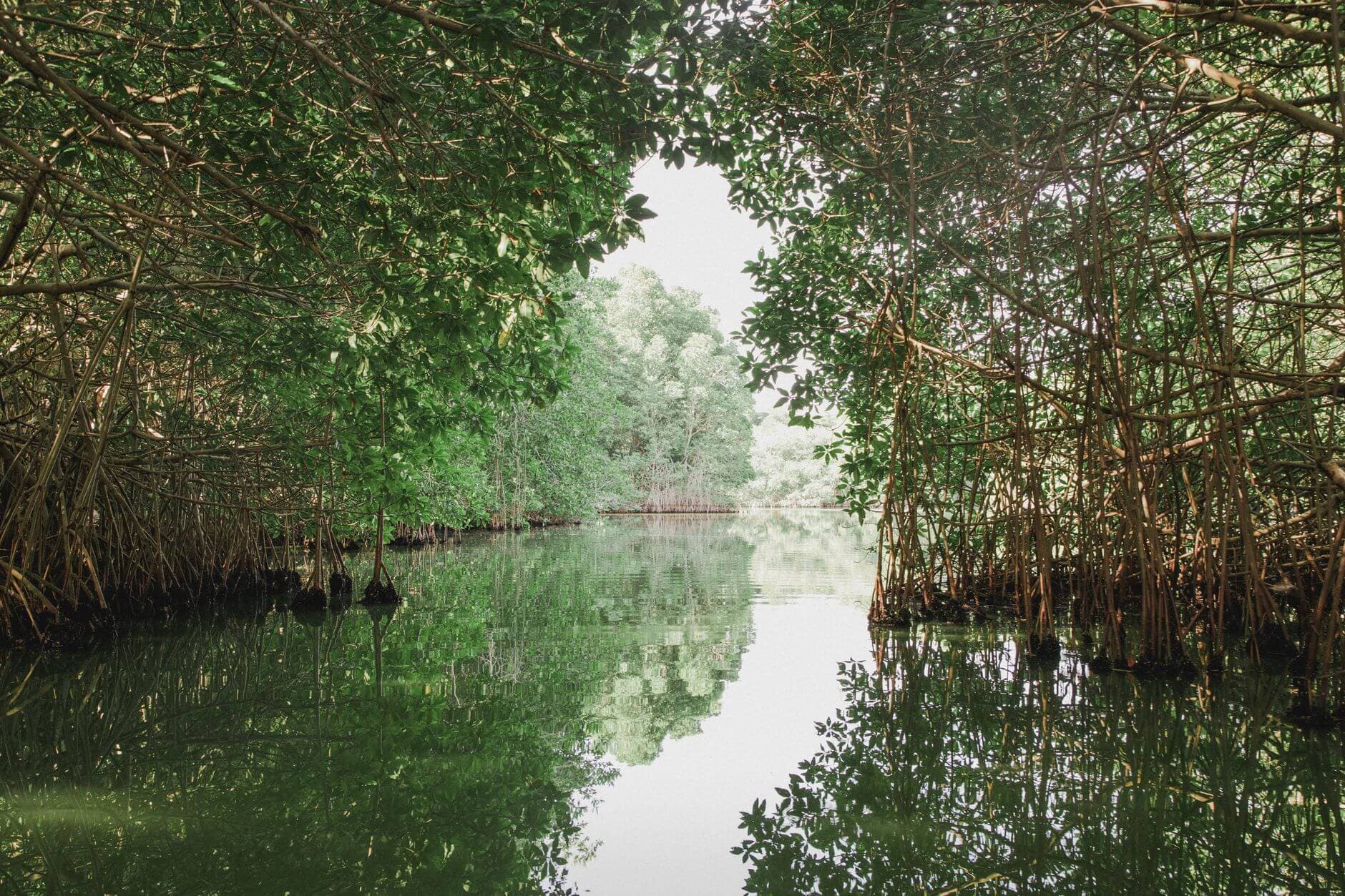Piragua navegando por los manglares del Delta del Saloum en Palmarin, Senegal