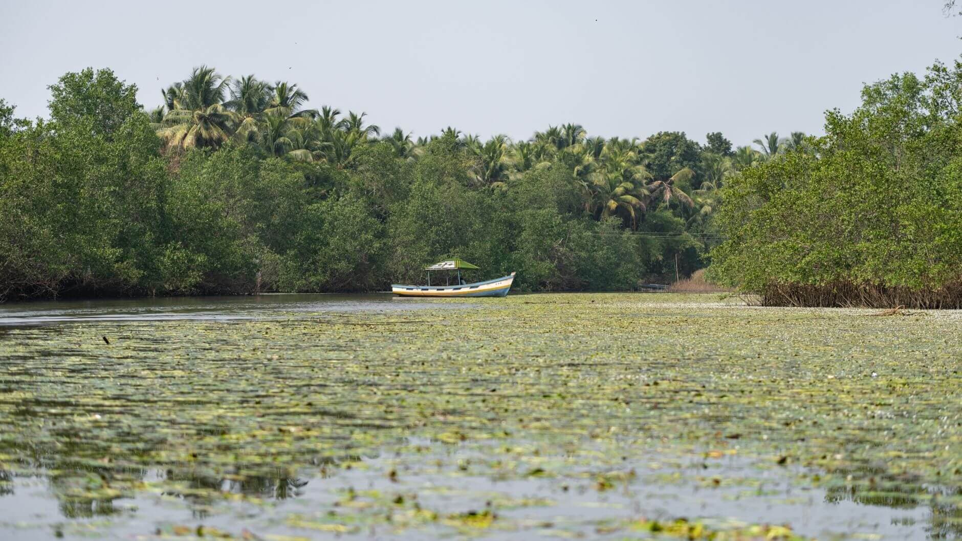 Canales de manglar en Casamance, Senegal, durante la estación seca con cielo despejado